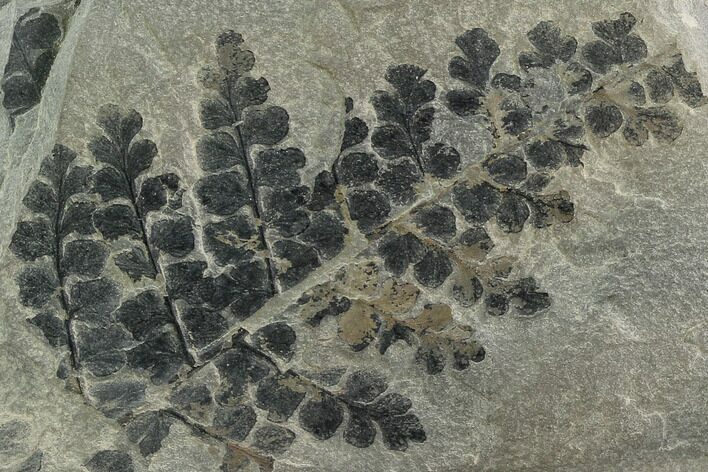 Pennsylvanian Fossil Fern (Sphenopteris) Plate - Kentucky #126221